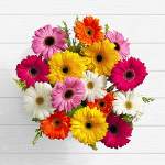 Birthday Lovely Gerbera Daisies Send Flowers Pakistan