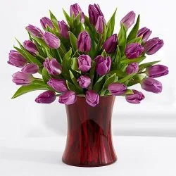 30 Purple Tulips