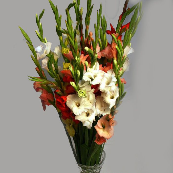 send Stunning Gladiolus gift on birthday