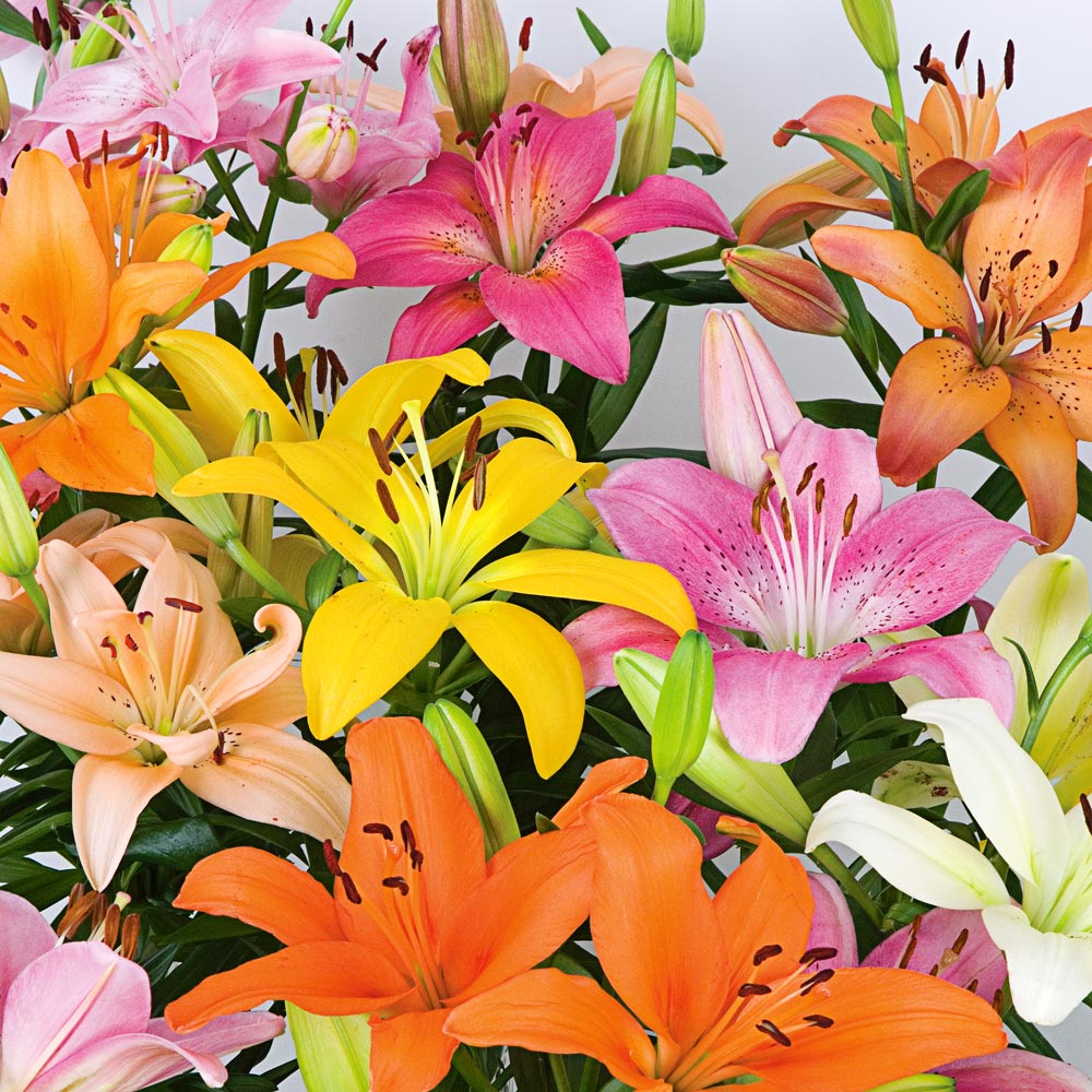 online gifts & flowers delivery Pakistan - SendFlowers.pk