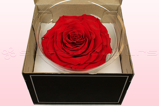 Forever Love Rose - Preserved Rose
