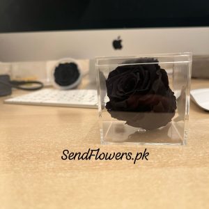 Forever Black Preserved Rose