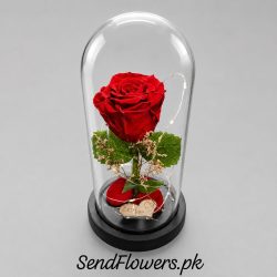 Rose in a Glass Dome Lahore - SendFlowers.pk