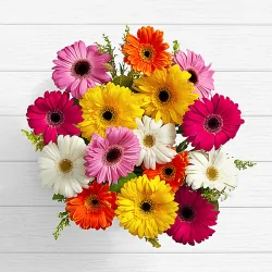 Birthday Lovely Gerbera Daisies Send Flowers Pakistan